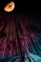 Poster - forest and the Moon - night landscape