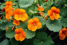 Nasturtium Plant With Orange Flowers Growing In The Garden, Generative AI