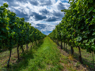 Wall Mural - green vineyards rows