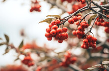 Branch Of Autumn Viburnum With Red Berries And Bright Foliage Against The Sky. Seasonal September, October, November, Thanksgiving Day Backdrop. Autumn Harvest Season. Retro Fall Forest, Countryside