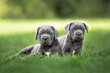 © otsphoto - two grey cane corso puppies lying on grass together
