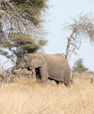 Fototapeta Sawanna - An elephant in Kruger National Park