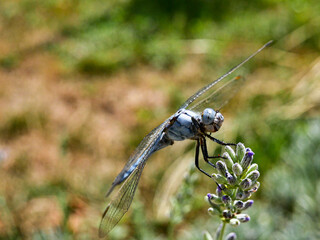 dragonfly on a branch