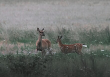 White Tailed Deer With Fawns In The Meadow On A Foggy Day