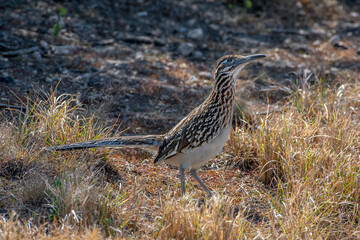 Sticker - Greater Roadrunner in the South Texas Brush