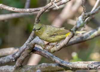 Wall Mural - orange-crowned warbler