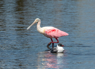 Poster - Roseate Spoonbill and Laughing Gull