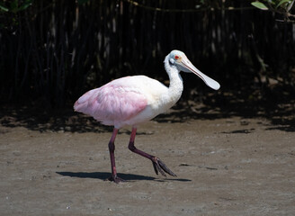 Sticker - Foraging Roseate Spoonbill