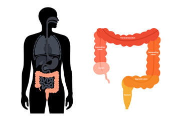 Sticker - Large intestine anatomy