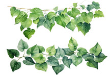 Watercolor Painting Of Green Ivy Leaves Isolated On A White Background. Watercolor Hand Painted Illustration. Tropical Plants For Beautiful Design. Generative AI