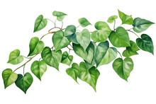 Watercolor Painting Of Green Ivy Leaves Isolated On Transparent Background. Watercolor Hand Painted Illustration. Tropical Plants For Beautiful Design. Generative AI