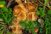 Group Of Honey Mushrooms Is Growing In The Woodland In Green Grass.