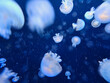 Numerous jellyfish swimming in a seawater aquarium, Vienna, Austria.