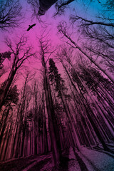 Poster - forest - black and white photography