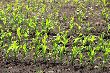 Wall Mural - Young corn grows on the farmer's field.