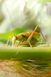 locust eating corn plant