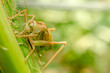 Green locust eating a corn plant.
