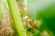 Green locust eating a corn plant.