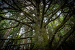 Stare drzewo cedrowe we włoskim lesie