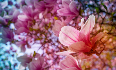 Poster - purple flowers on a magnolia tree in early spring