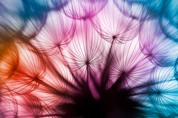 Wall Mural - flower fluff, dandelion seeds  - beautiful macro photography