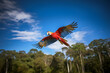 A Scarlet Macaw Flies in Front of a Clear Blue Sky