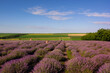 Lavender field with installations for photoshoots. Countryside landscape in the background.