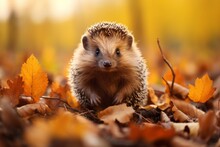 Hedgehog On The Back Of Autumn Nature. Background With Selective Focus And Copy Space