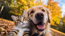 Dog And Cat Autumn Tree Free Stock Photo - Public Domain Pictures