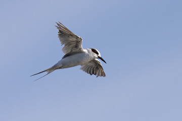 Sticker - Gull-billed Tern flying, seen in a North California marsh