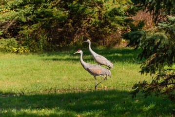 two sandhill cranes in an urban field in october in wisconsin