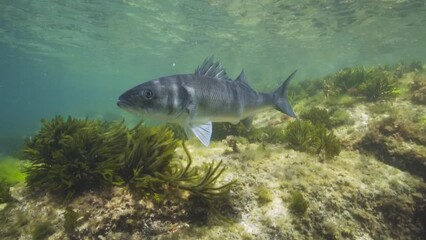 Wall Mural - A seabass fish (Dicentrarchus labrax) underwater in the Atlantic ocean, natural scene, Spain, Galicia, Rias Baixas