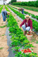 Wall Mural - Young adult farm workers gathering harvest of ripe strawberry at farm