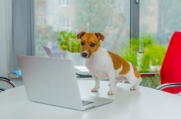 Wall Mural - dog and laptop in the office