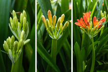 Clivia Miniata, The Natal Lily Or Bush Lily. Close Up Of Flower Clivia Miniata