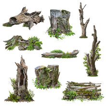 Set Of Cutout Tree Stump. Trunk And Mossy Tree Roots. Old Tree Stub Surrounded By Green Foliage. Dead Tree Isolated On Transparent Background. High Quality Clipping Mask.