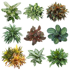 Wall Mural - Set of plants isolated on transparent background. Cutout vegetation for garden design or landscaping. High quality clipping mask for professionnal composition.