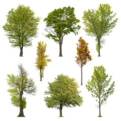 Wall Mural - set of deciduous trees isolated on transparent background. cut out green tree. high quality clipping