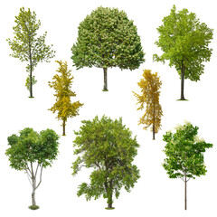 Wall Mural - Set of deciduous trees isolated on transparent background. Cut out green tree. High quality clipping mask for professional composition.