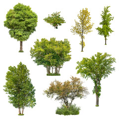 Wall Mural - set of deciduous trees isolated on transparent background. cut out green tree. high quality clipping