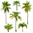 Set of palm trees isolated on transparent background. Cut out palm grove. Coconut tree. High quality image for professional composition.