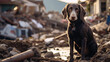 A Dog Scouring Rubble for People Amidst the Devastation