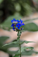 Wild blue flower. A blue flower on a blurry green background. A small blue field flower. Small blue flowers blooming on a sunny day. Selective focus.