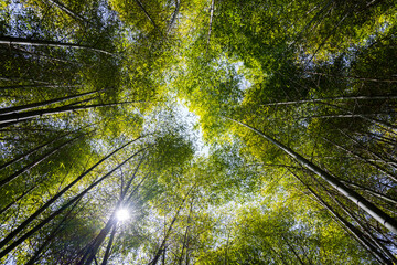 Wall Mural - bottom view of bamboo tree forest