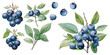 watercolor blueberry clipart for graphic resources
