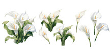 Watercolor Calla Lily Clipart For Graphic Resources