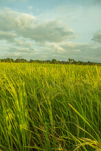 Green Rice Field Selective Focus Image