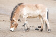 Przewalski's horse feeding