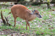 Red Forest Duiker yawning