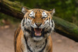 Closeup portrait of a Siberian Tiger roaring